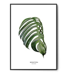 Plakat MONSTERA DELICIOSA no.1